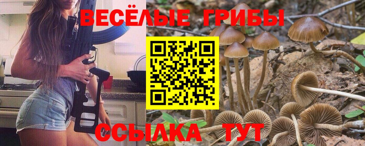 как найти закладки  Вход с VPN  Подольск  Галлюциногенные грибы мицелий 